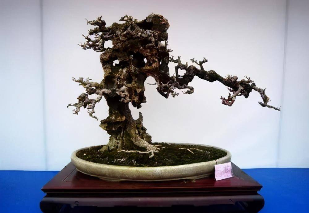 盆景各式各样,叫法各有不同,基础的13种式样,你见过几种