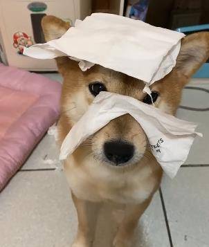 甚是乖巧 8b6001dc22ff4d7994b44bf8b589bf2d.jpeg