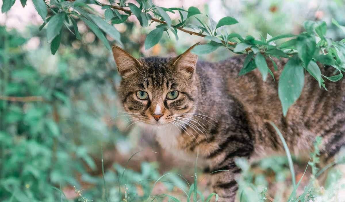 猫咪|盘点五种适合老年人养的猫咪，余生请和它们一起过吧！