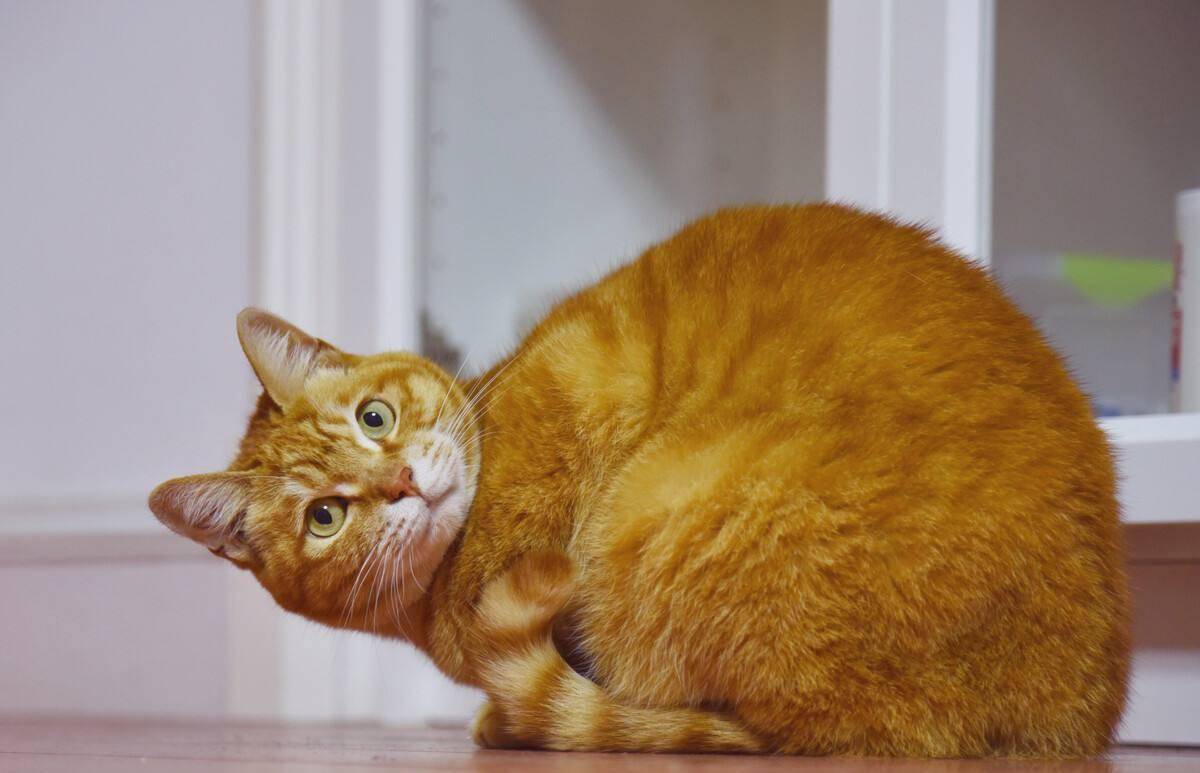 异国|最受欢迎的6种猫，2021猫咪“爆款之王”是谁？