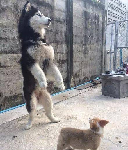 崩溃|主人领回了只柯基,没想到二哈就不淡定了,下一秒差点要了狗命!