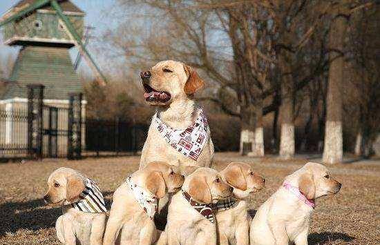 观点评论|你的拉布拉多犬为什么不听话？无非3个原因，你的可能是串串