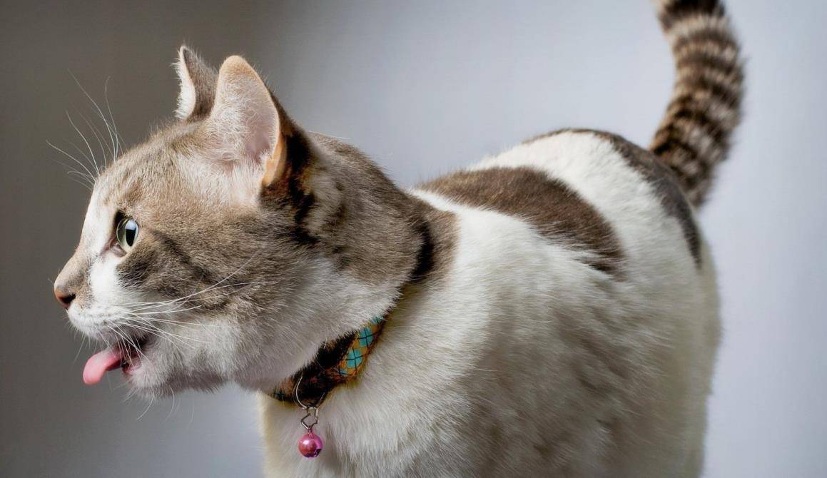 怎么才能让自己变成一只猫 cdb891a3ca9d4b889e5586cbd3f9fedf.jpeg