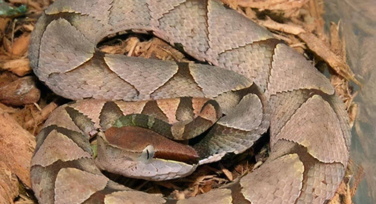 蛇是怎么运动的 1607495bdc344f0ba900d04821b3a459.jpeg