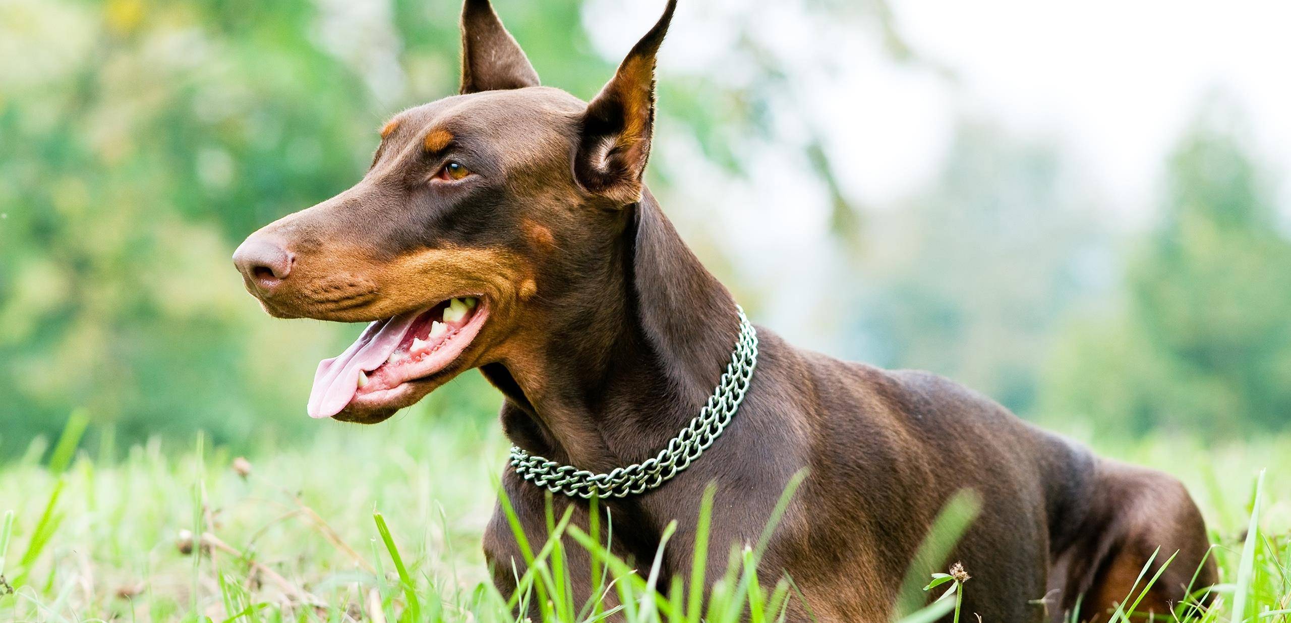 立耳杜宾犬多少钱一只 225a1396f2514e02834354cd40729aaf.jpeg