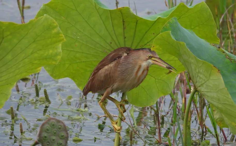 黄苇鳽 张世红6月30日摄鸟讯8 鳽▲ 金眶鸻 段红莲7月2日摄鸟讯7