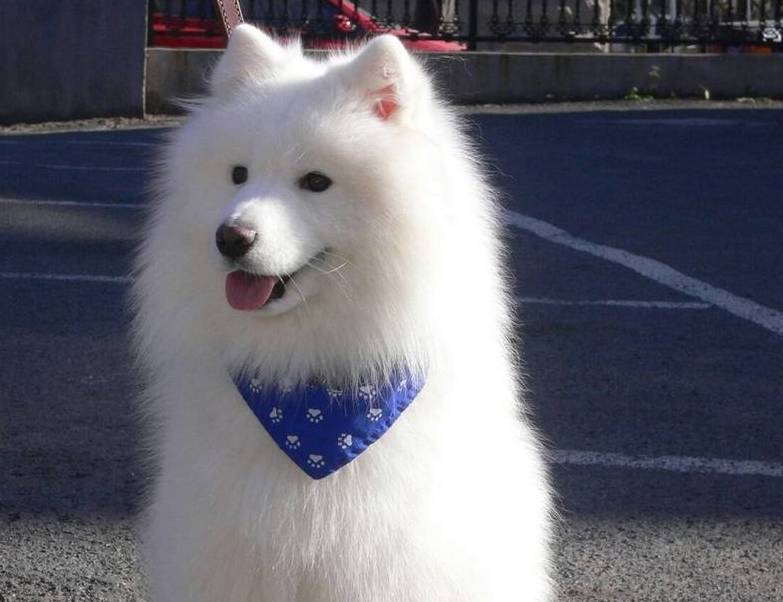 全部都是|养狗之后的心累瞬间:再也不说“累成狗了”,狗才不累呢!