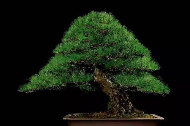 西泠印社拍卖会盆景会场 15年秋拍 部分盆景欣赏 Cm