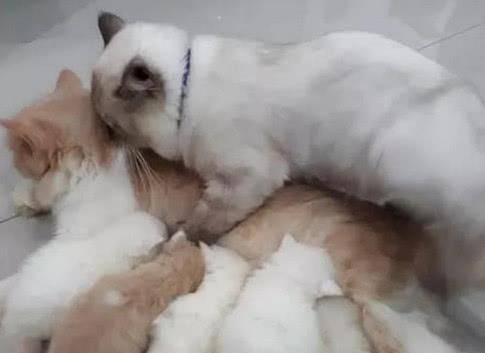 小猫爬到人的身上 1434b6d1fef14cbf8d4c7367239d08ab.jpeg
