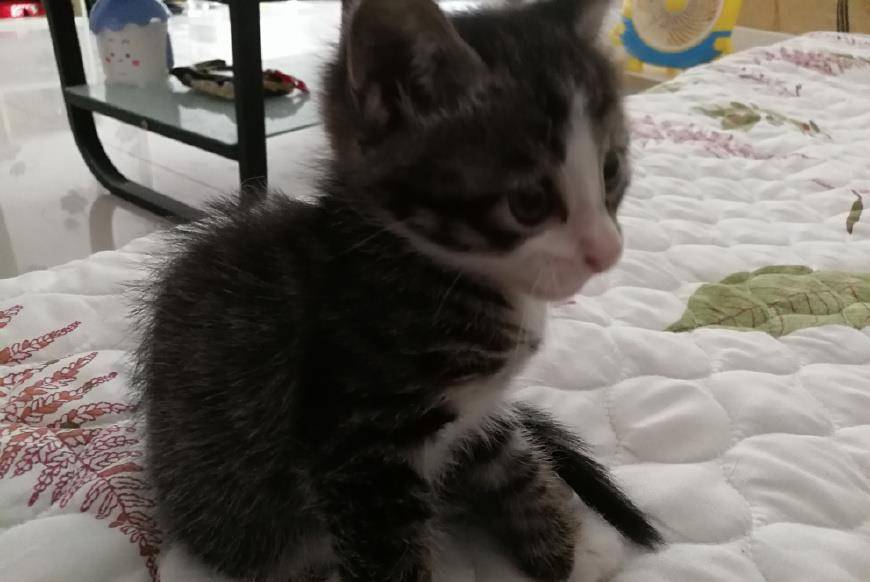 你还只认为中国田园猫只有狸花 这些田园猫的分类你知道几个 花猫