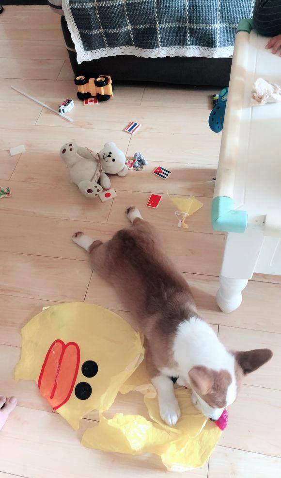 幽怨|不会柯基趴的柯基不是好柯基，来自一个看不到柯基趴的主人的怨念