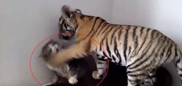 猫咪和老虎一样大的对比视频 3d306f2190514959be6a0ff09890e4c2.jpeg
