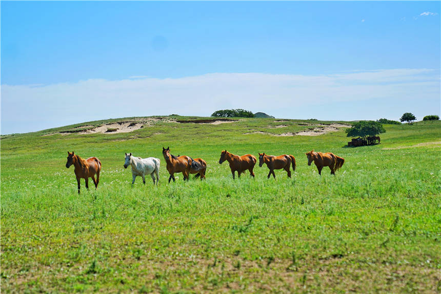 原创夏天避暑目的地首选内蒙这个草原牧场很凉爽和梅花鹿羊驼嬉戏