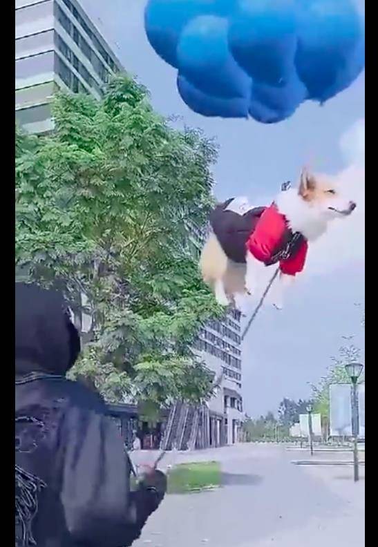 方法|主人把氢气球拴在柯基身上，让它飘着牵出去玩，变成“飞基”了？