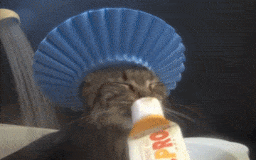 什么|猫不习惯戴着帽子洗澡,一直抱怨,主人拿出小零食后,它就安静了