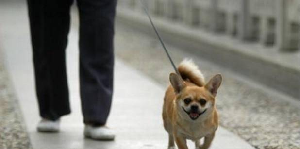 绳子|教狗学会跟着主人走，学会这两招，遛狗才是一种享受~