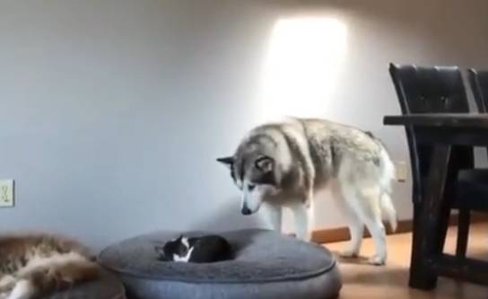 玩具|这哈士奇混的是真差劲，一眼就看出在家的地位，好心酸！