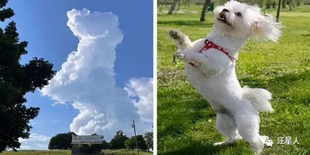 网友偶然看到狗狗形状的云朵,还是蹦起来的,幸运得不行