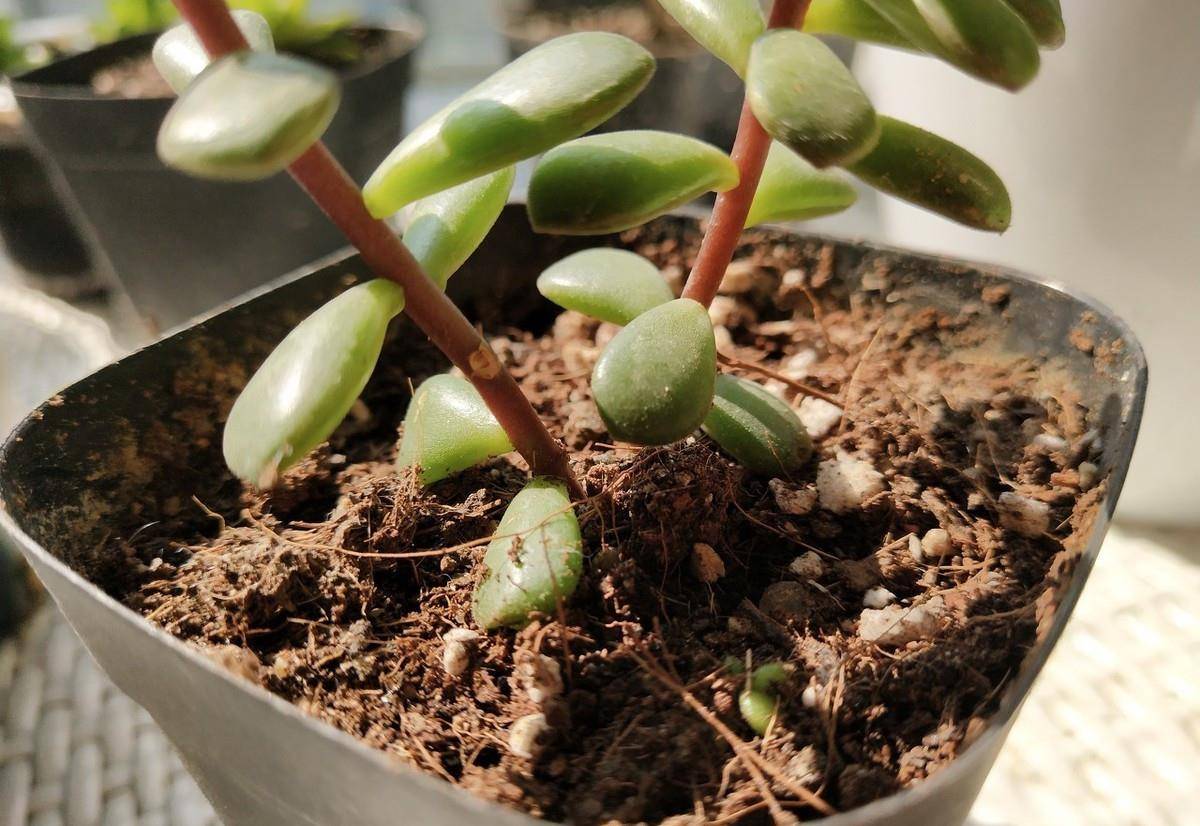 金枝玉叶浇水时,掌握好4个技巧,就能不黄叶,不烂根,枝繁叶茂