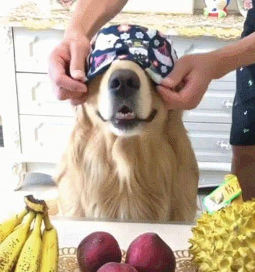 嗅觉排名_十大嗅觉猎犬排名(3)