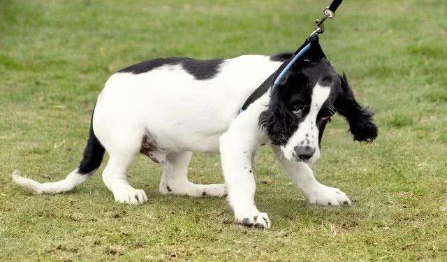 奖励|狗狗做错事要惩罚才会改正？不，奖励比惩罚更有效