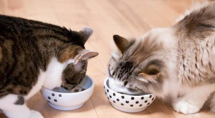 猫咪|猫咪长寿的秘诀,这些事情你做对了吗?