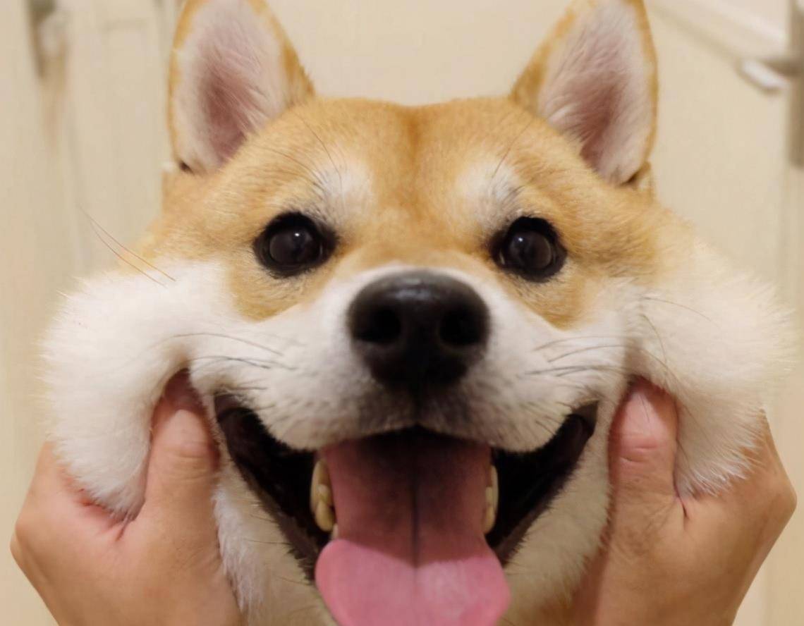 玩具|主人做完这几件事,狗狗“幸福指数”会蹭蹭蹭飙高