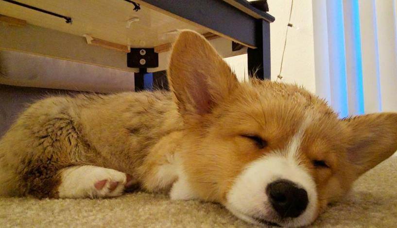 时间|柯基犬若有以下行为,说明它在守护你!