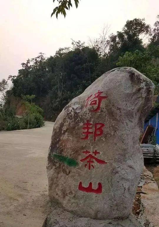 干货分享有古老而厚重历史的倚邦古树茶口感有什么特点