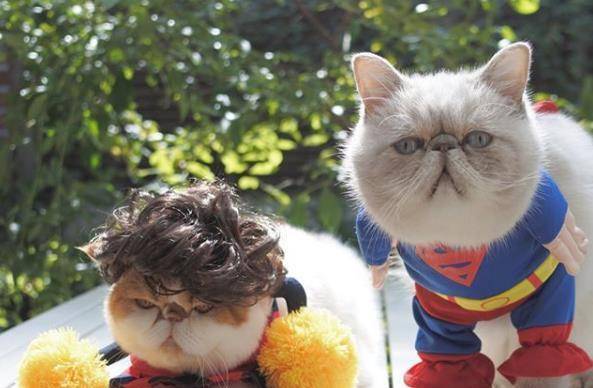 因为|日本两只加菲猫每天愁云满面，只因为主人胆大包天做出这种事