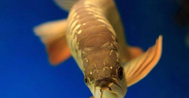 鱼多久会发色 4df94e6f703b42f8a1c63b00ccfec65e.jpeg