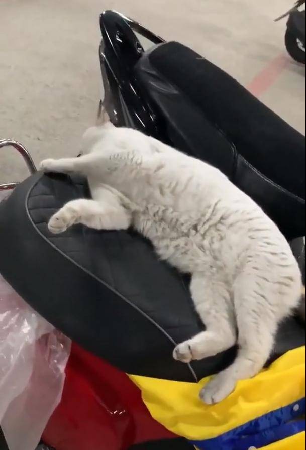 猫咪|流浪猫霸占坐骑，被疯狂调戏还不走，车主：能把猫咪带回家吗