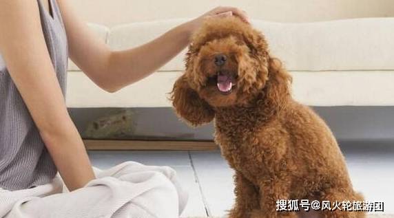 因为|对狗狗来说，这5类人最可怕了，你在其中吗？