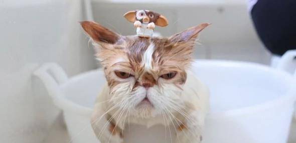 因为|日本两只加菲猫每天愁云满面，只因为主人胆大包天做出这种事