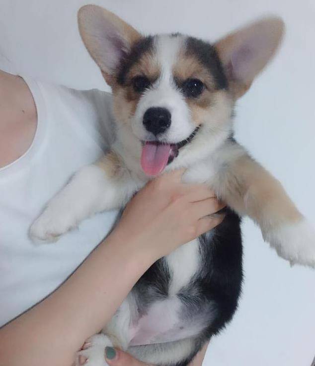 底线|曾经我以为无毛猫已经打破猫界颜值底线，直到看到露出尾巴的柯基
