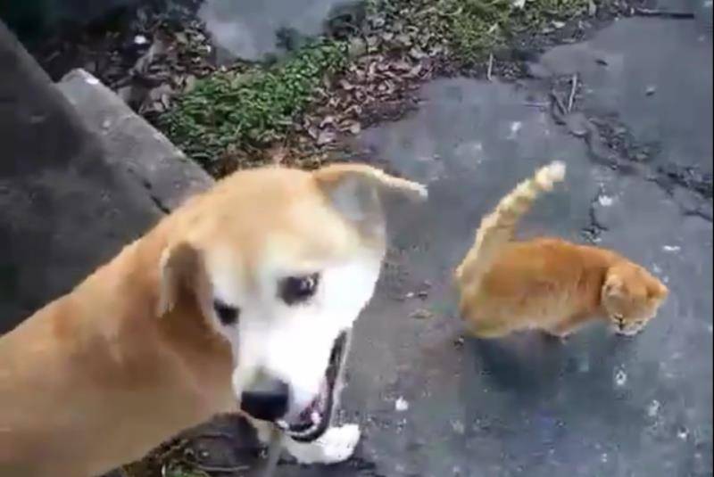 如何给狗狗做个房子 b00ca90199ee4fbeba96c32887979afa.jpeg