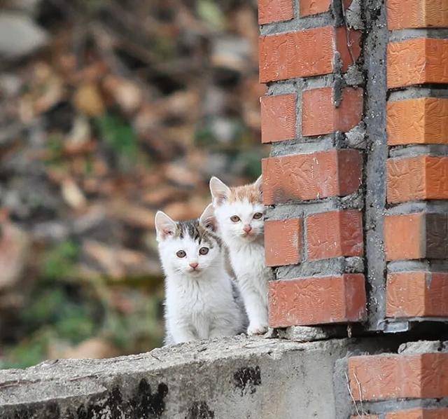 一只猫能喂几只小猫 d07df85c9229407bac07ac382d4200af.jpeg