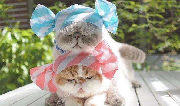 因为|日本两只加菲猫每天愁云满面，只因为主人胆大包天做出这种事