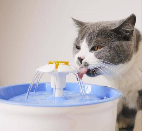 猫咪|猫咪长寿的秘诀,这些事情你做对了吗?