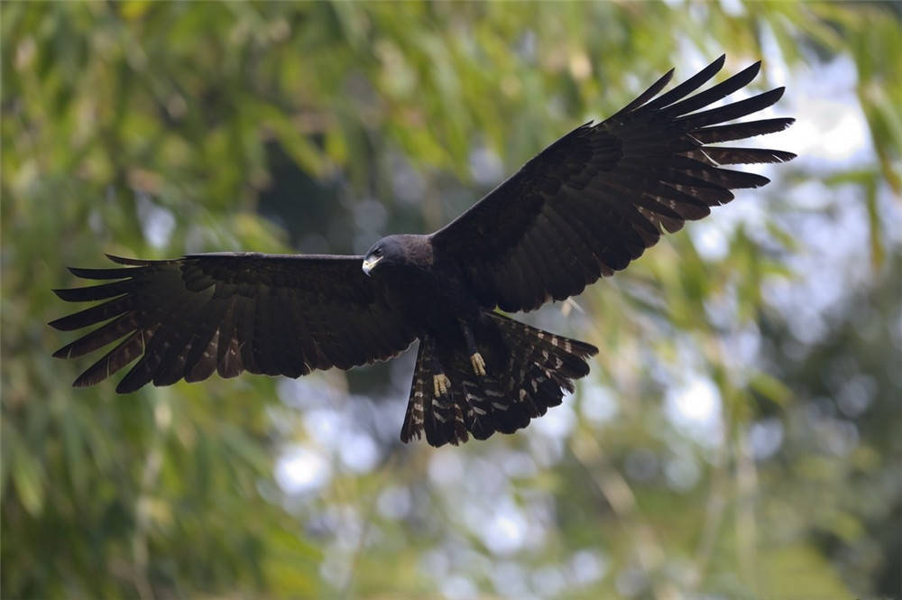 高黎贡山一只林雕，捕食松鼠时翅羽受损，还叼着猎物引诱幼鸟飞行