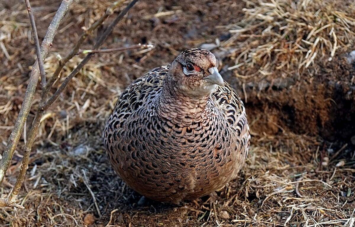能力|野鸡白天在山林中觅食，晚上都去哪里了呢？动物冷知识