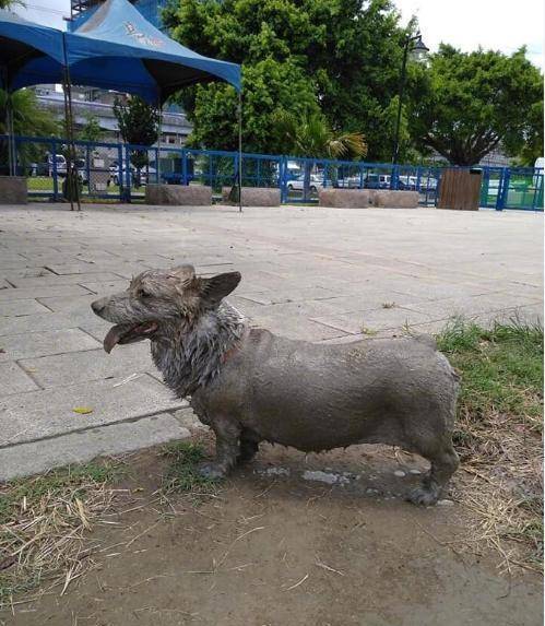带着|远处的铜狗雕像怎么越看越像自己家狗,走近一看还真是自己的狗!