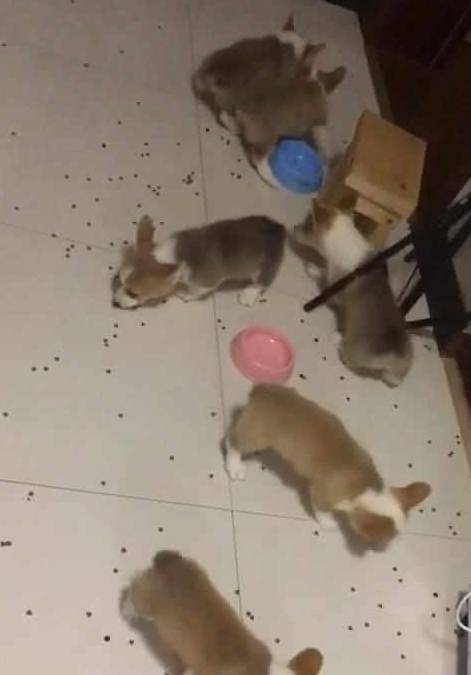 网友|柯基吃饭堪称灾难大片，网友看了之后忍不住笑喷：这才叫扫地基！