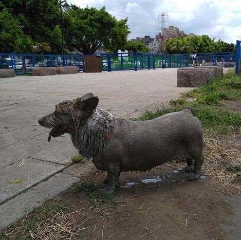 带着|远处的铜狗雕像怎么越看越像自己家狗,走近一看还真是自己的狗!