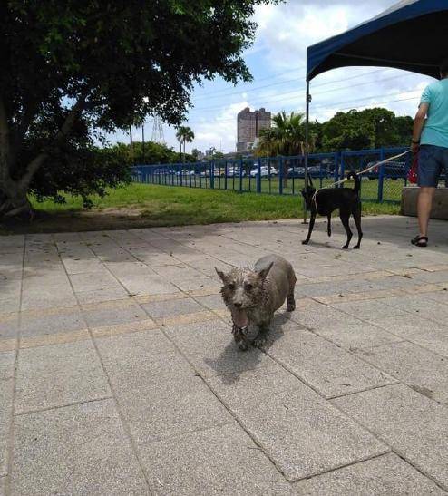 带着|远处的铜狗雕像怎么越看越像自己家狗,走近一看还真是自己的狗!