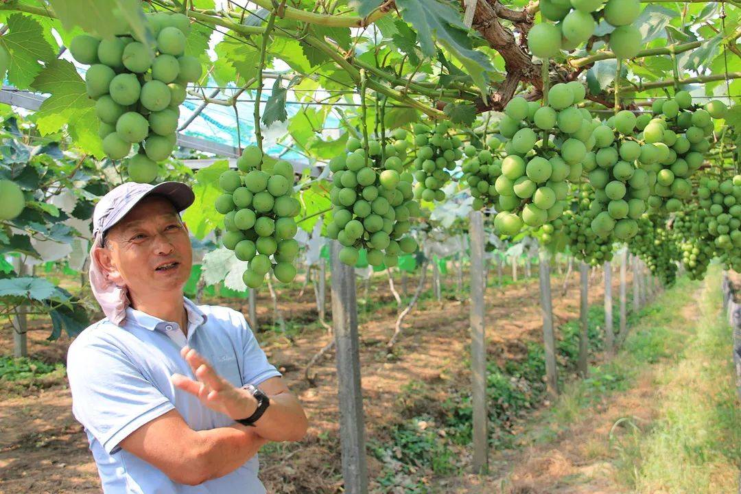 从消费端出发重振葡萄产业徐卫东一生只为一颗好葡萄