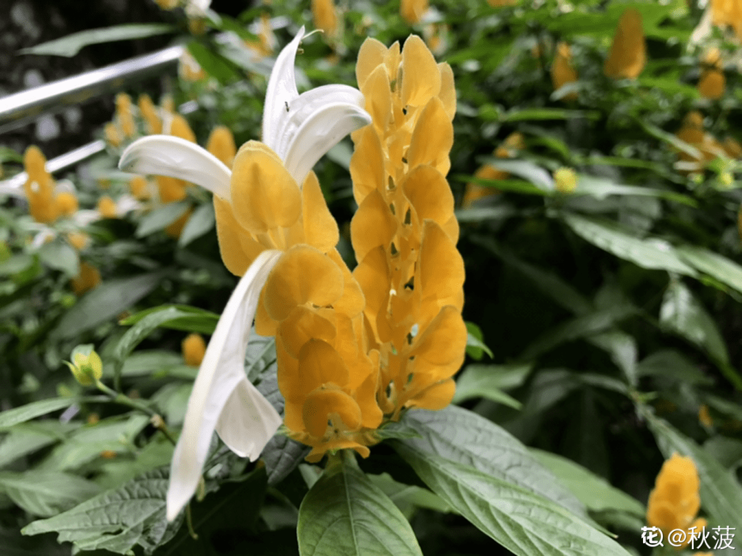 命里带金的花,家里养一盆,大吉大利_开花