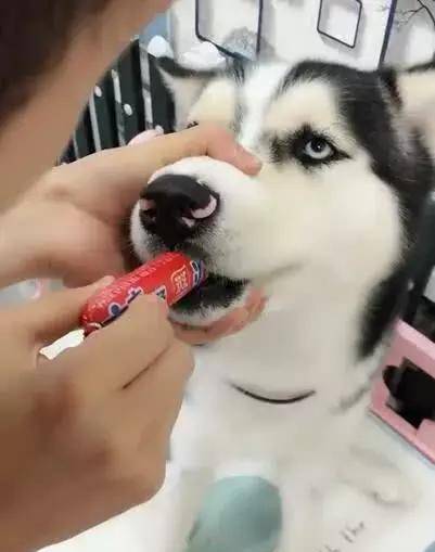 事情|一不注意就发现哈士奇偷吃火腿肠,被发现后二哈还想把整个都吞了