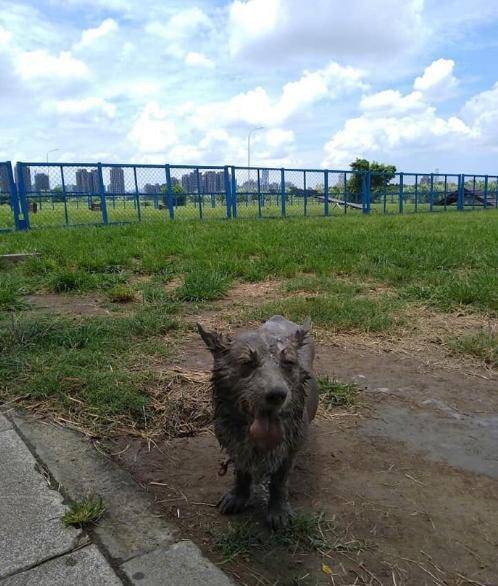 带着|远处的铜狗雕像怎么越看越像自己家狗,走近一看还真是自己的狗!