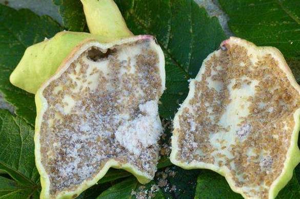 一种树的果实切开看 都是虫 常被人嫌弃远离 不料是珍贵中药 五倍子